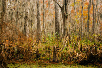 swamp bayou