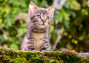 Naklejka na ściany i meble One little kitten in the garden on green background.