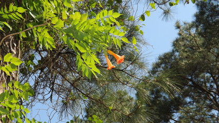 butterfly on flower