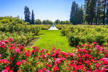 Beautifully landscaped grounds with roses in full bloom, the Municipal Rose Garden, San Jose, south...