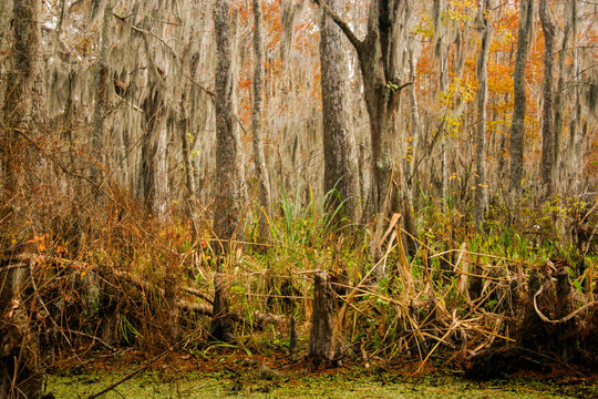 Swamp Bayou