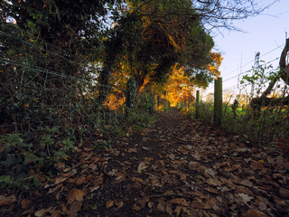  wide angle shoot Autumn forest morning,Northern Ireland
