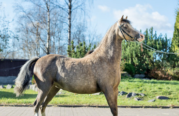 beautiful buckskin welsh pony posing in nice place