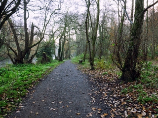  wide angle shoot Autumn forest morning,Northern Ireland