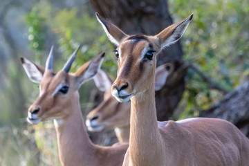 Impala 8