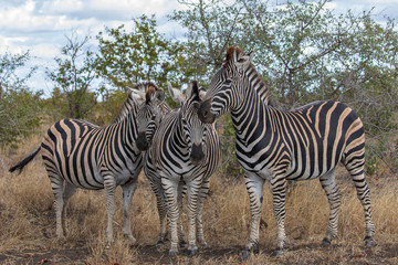 Fototapeta na wymiar Zebra 14