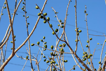 arbol de ciruela roja