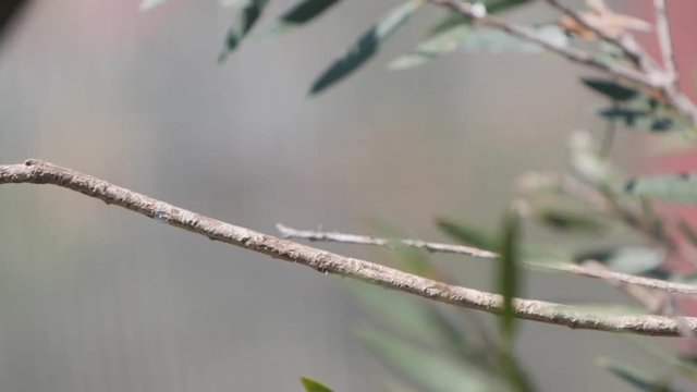 slow motion shot of a splendid fairy wren taking flight at a bird park in new south wales, australia- originally recorded at 180p