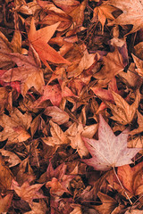 Multicolored japanese maple autumnal dry leaves on the ground © Bits and Splits
