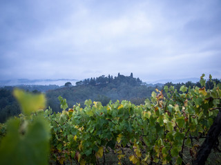 Fototapeta premium vineyards in the evening fog in october montevarchi italy tuscany
