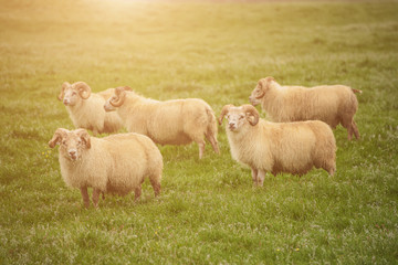 Fototapeta premium Sheep grazing in Iceland