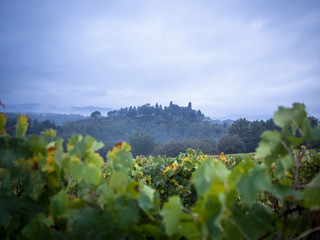 vineyards in the evening fog in october montevarchi italy tuscany