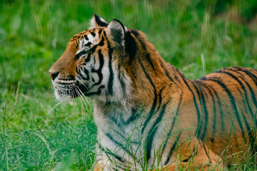 Amur Tiger