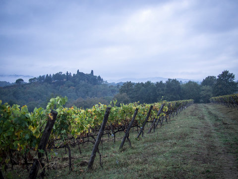 vineyards in the evening fog in october montevarchi italy tuscany