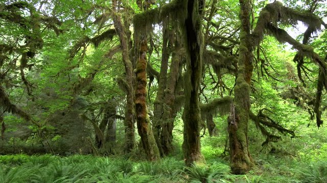 pan of bigleaf maple trees on the hall of mosses walk at hoh rain forest in the olympic national park of the us pacific northwest