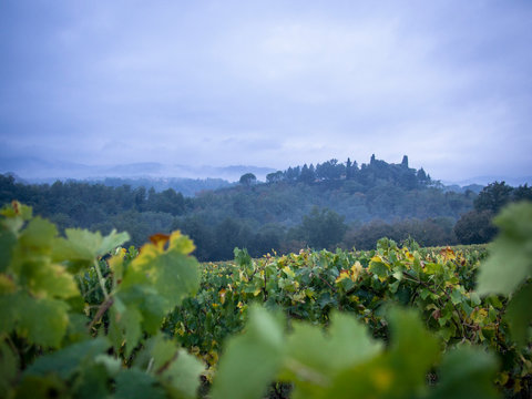 vineyards in the evening fog in october montevarchi italy tuscany