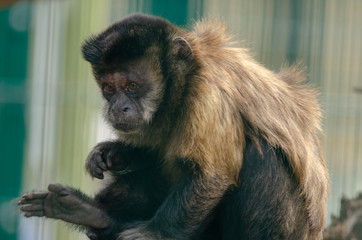 Capuchin Monkey