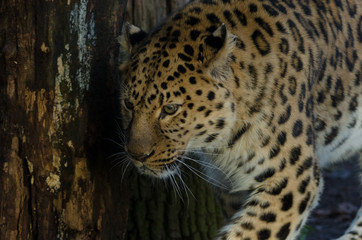 Amur Leopard