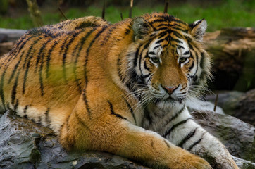 Amur Tiger
