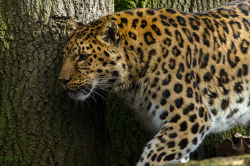 Amur Leopard