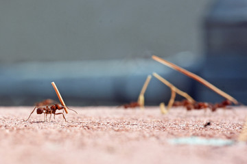 Leafcutter ants carrying dried leaves