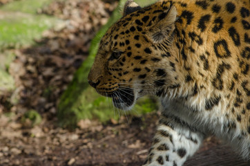 Amur Leopard