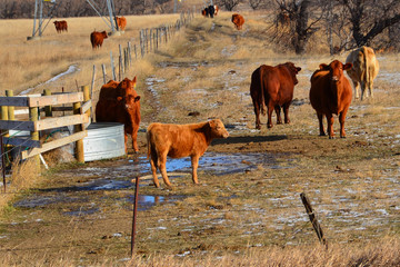 Beef cattle in pasture in north dakota.