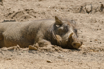 Fototapeta premium Warthog