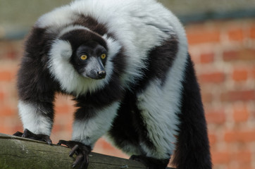 Black and White Ruffed Lemur