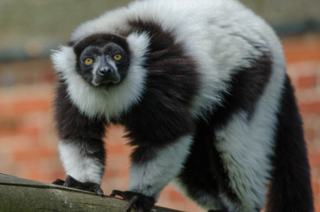 Black and White Ruffed Lemur