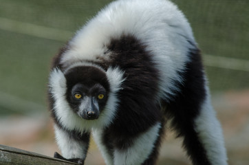 Black and White Ruffed Lemur