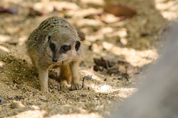 Meerkat