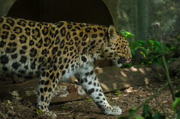 Amur Leopard