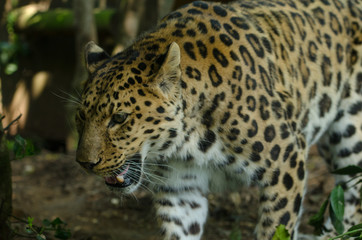 Naklejka na ściany i meble Amur Leopard