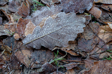 Leaves of trees covered with frost. Morning frost on the forest path.