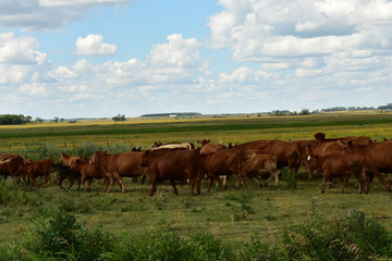 Naklejka na ściany i meble Beef cattle in green pasture in North Dakota.