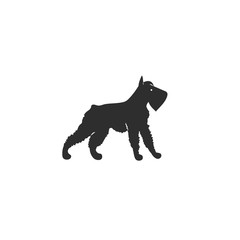 Vector illustration. Flat style icon of mittelschnauzer for different design. Cute family dog. Simple silhouette pictogram.