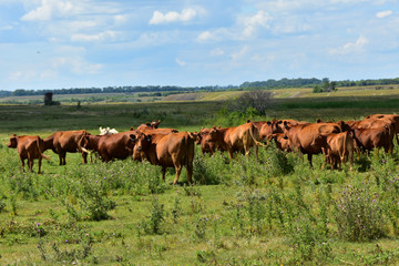 Fototapeta na wymiar Beef cattle in green pasture in North Dakota.