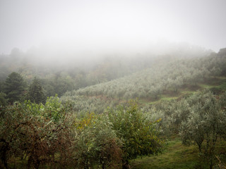 olive trees in the evening fog in october italy tuscany chianti