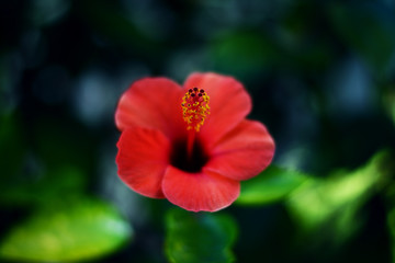 Red hibiscus flower