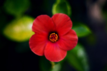 Hibiscus - red flower in the garden