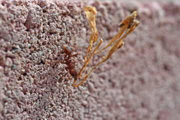 Leafcutter ant carrying dried leaf