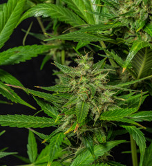 Auto flower small variety of color green dark nice marijuana