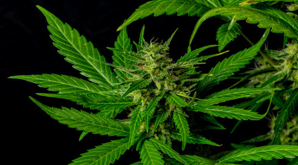 Auto flower small variety of green dark nice marijuana with black background