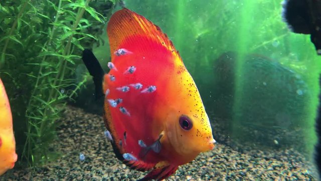 Diskusfische mit 2 Wochen alten Nachwuchs, Nachwuchs frisst von der Haut der Diskuseltern 