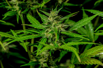 Auto flower small variety of green dark nice marijuana with black background
