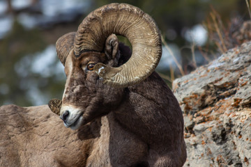 Fototapeta premium Bighorn Sheep head shot