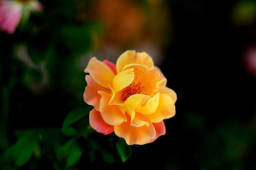 Rose - orange flower
