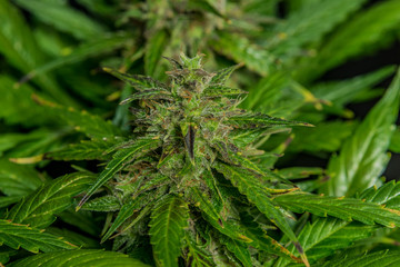 Auto flower small variety of color green dark nice marijuana