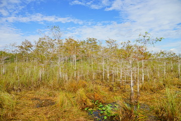 everglades national park landscape